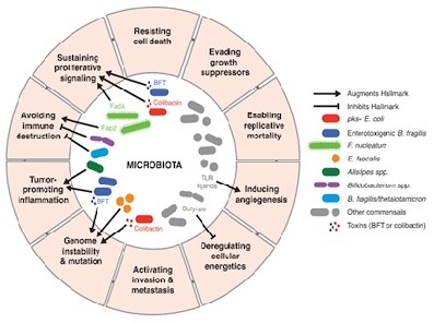 Pathogen-derived signals modulate numerous hallmarks of cancer through diverse mechanisms