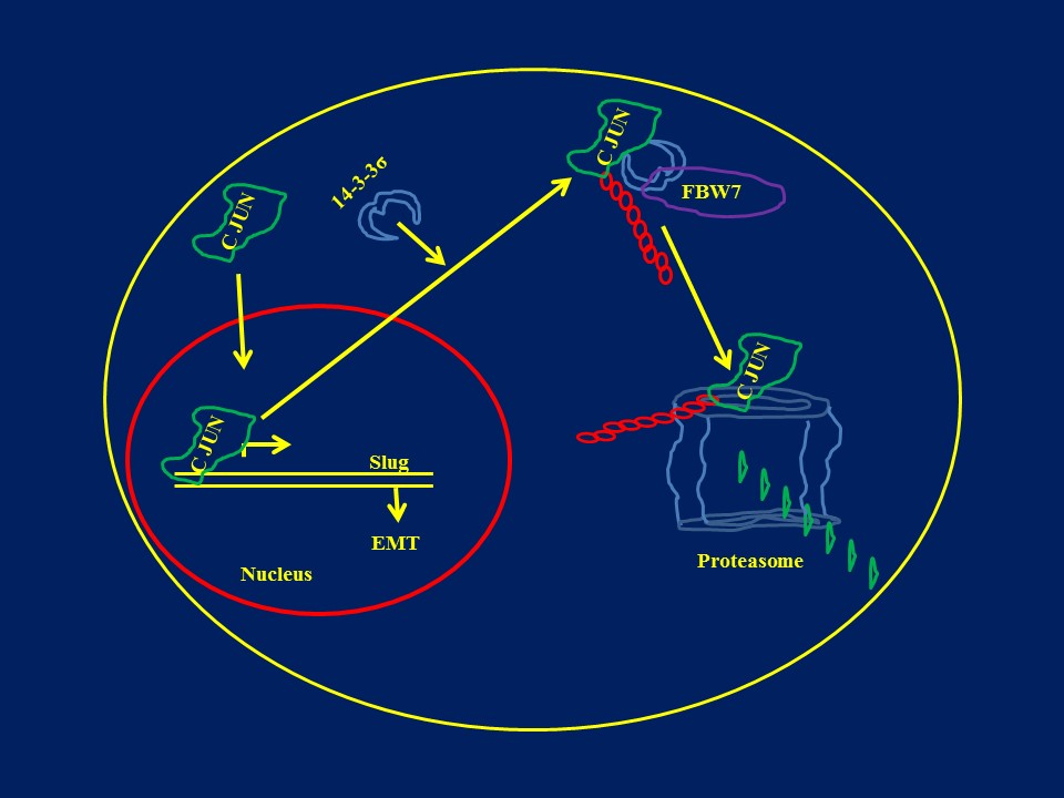 tumor progression and 14-3-3