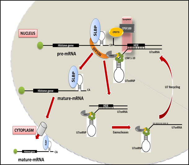 Histone Biogenesis and Cancer
