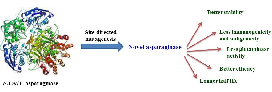 L-asparaginase