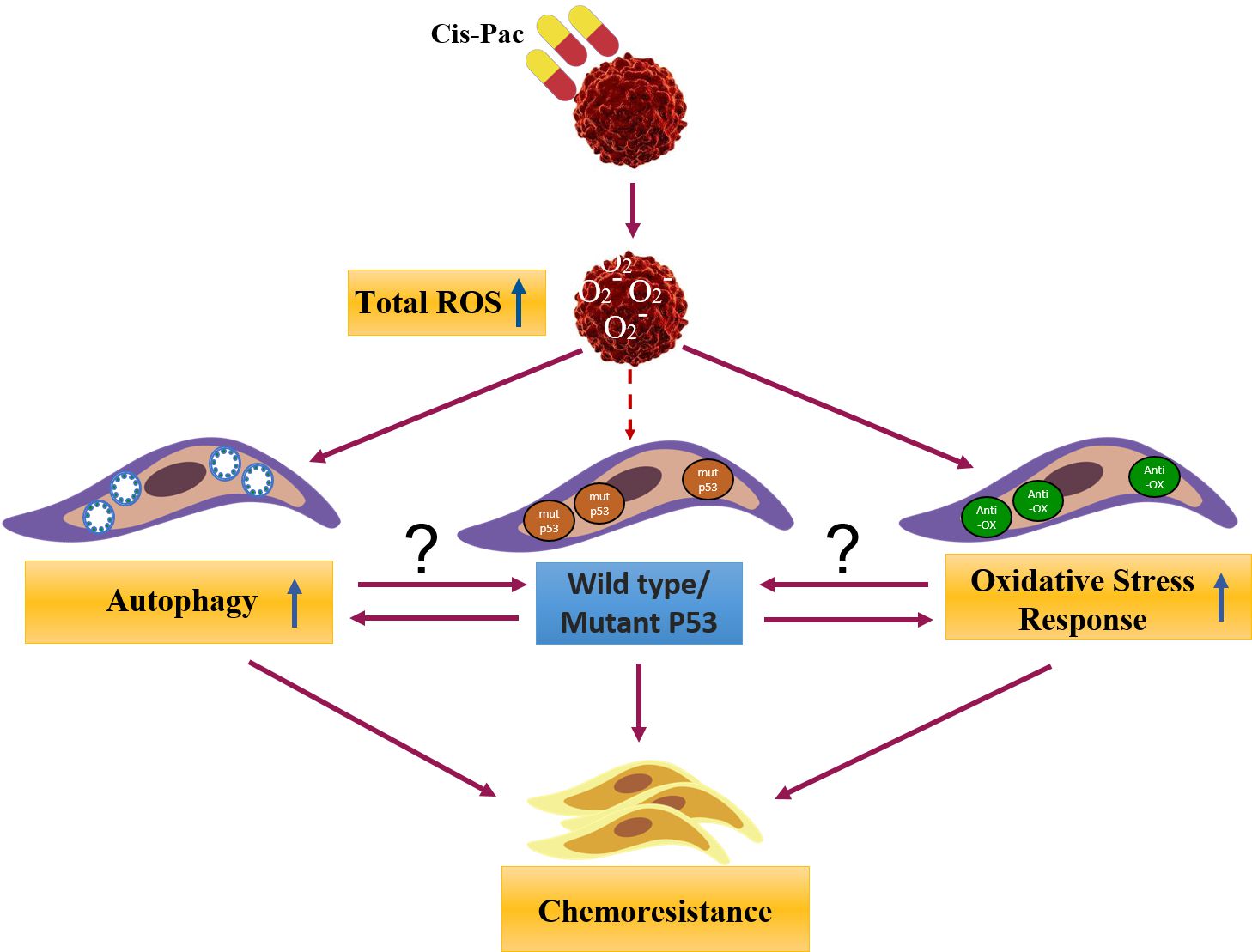 Investigating the influence of mutant p53 on autophagy in epithelial ovarian cancer cells