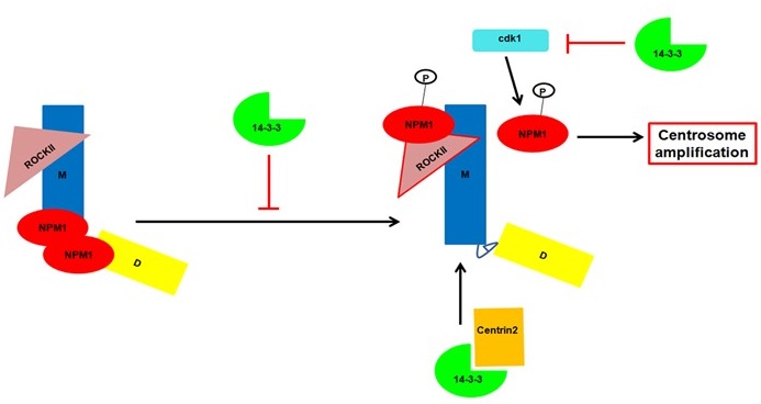 Cartoon of the regulation of centrosome assembly and duplication by 14-3-3 proteins. 