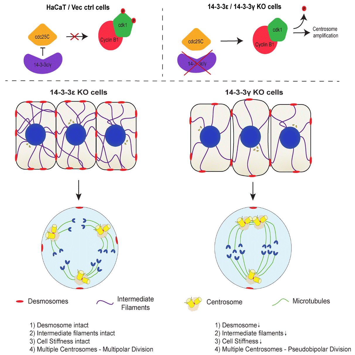 Model of how loss of individual 14-3-3 isoforms leads to differential cell division phenotypes. 