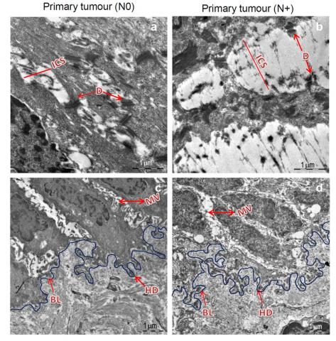 Desmosomal adhesion junctions