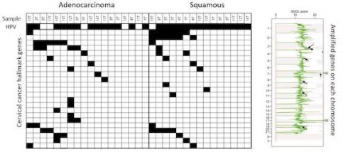 Heatmap of mutations in adenocarcinoma and squamous carcinoma subtypes of cervical cancer and SGOL plot for copy amplification genes of cervical cancer