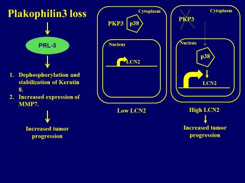 Regulation of tumor progression by 14-3-3 proteins