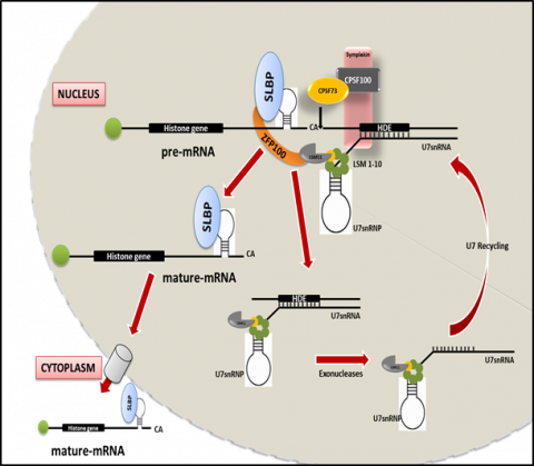 Histone Biogenesis and Cancer
