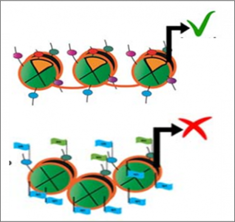 Histone Variants and Cancer