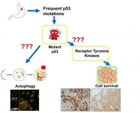 Investigating key molecular signatures to design new therapeutic approaches for Gastric Cancer