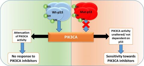 Investigating therapeutic potential of PIK3CA inhibitors for ovarian cancer carrying oncogenic mutant p53