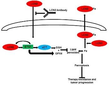 Model of the mechanism by which LCN2 promotes therapy resistance and tumour progression.  