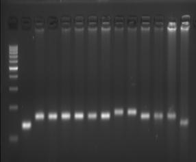 PCR method to check genetic purity